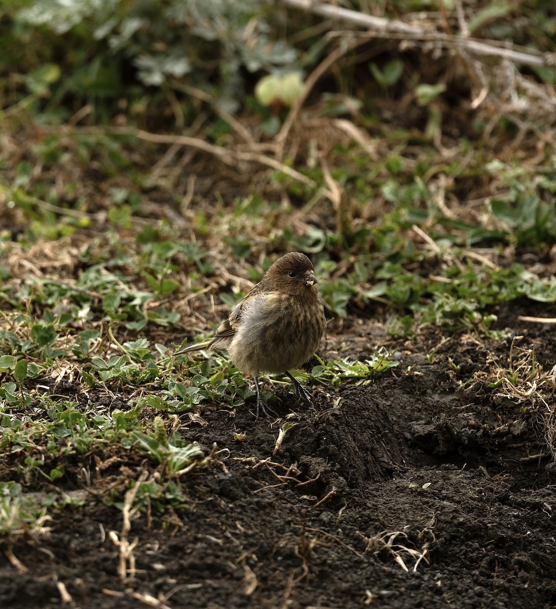 Fire-fronted Serin - Anand ramesh