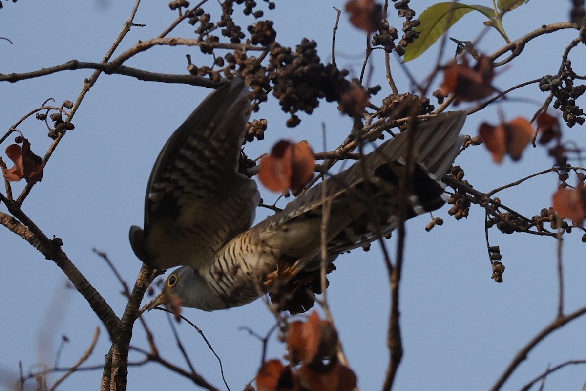 Indian Cuckoo - ML618545087
