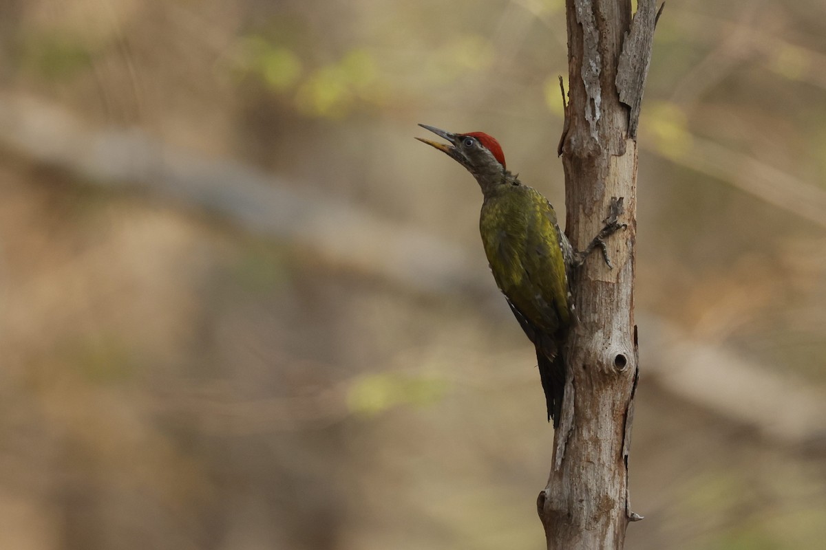 Streak-throated Woodpecker - Sriram Reddy