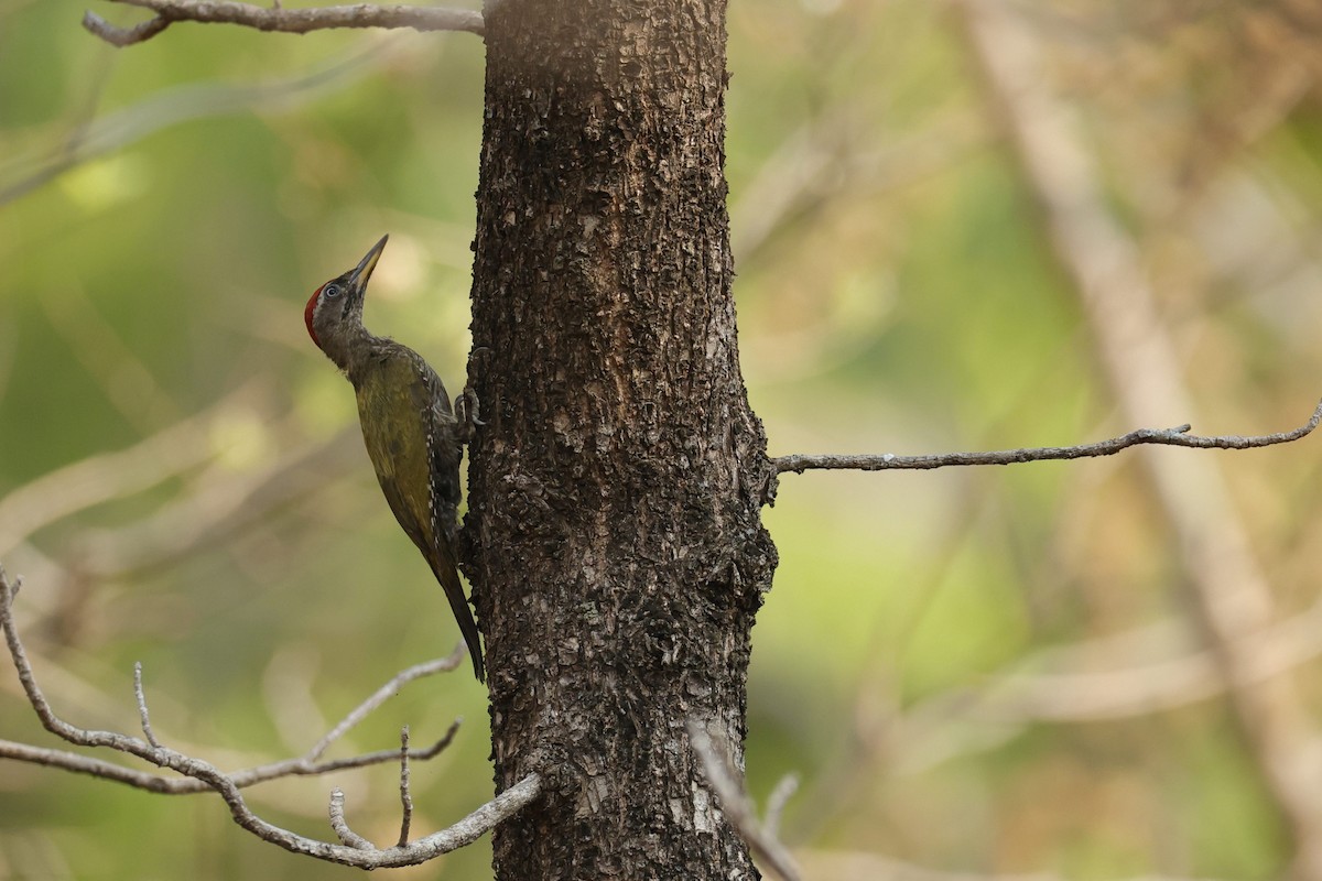 Streak-throated Woodpecker - Sriram Reddy