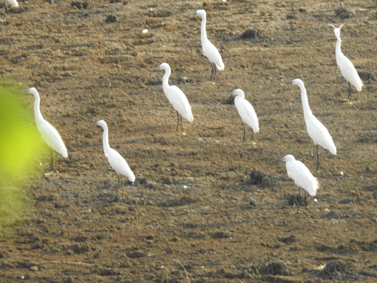 Little Egret - Angeline Mano M