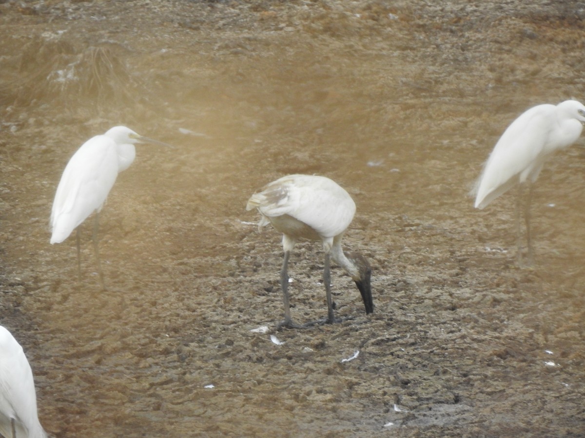 Black-headed Ibis - Angeline Mano M