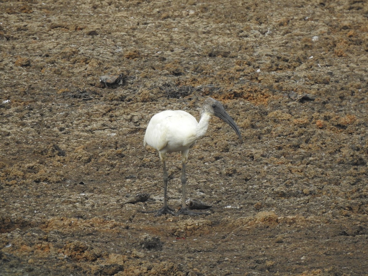 Black-headed Ibis - Angeline Mano M