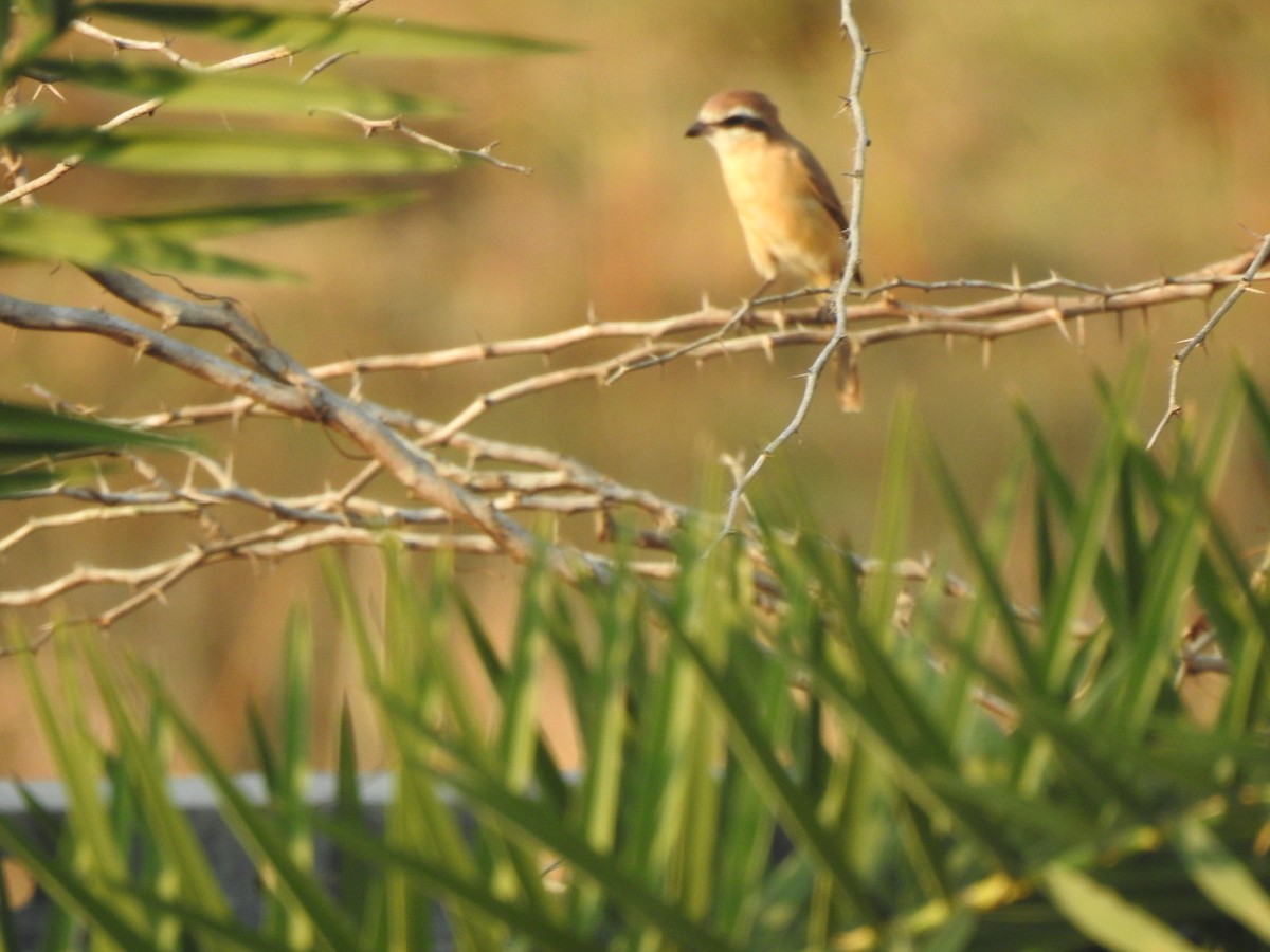 Brown Shrike - Angeline Mano M