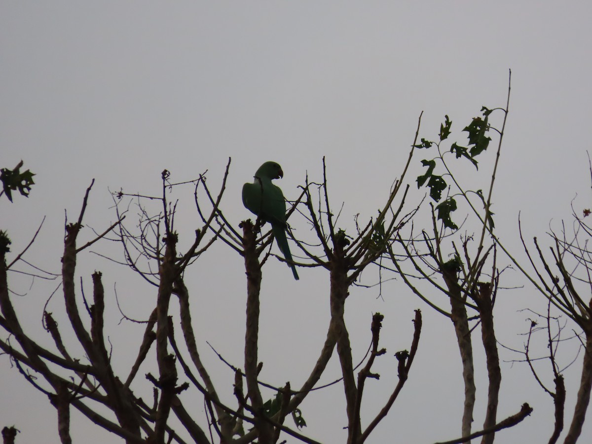 Rose-ringed Parakeet - Shilpa Gadgil