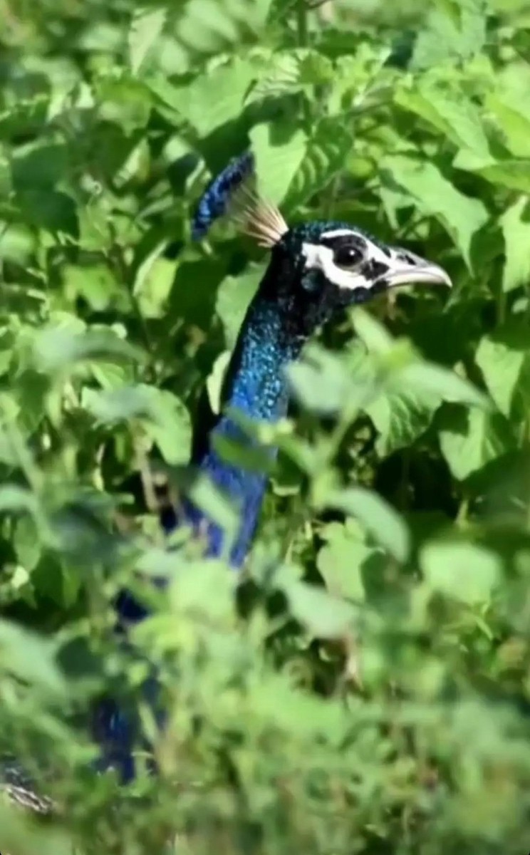 Indian Peafowl - ML618545313