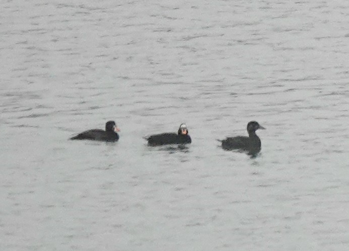 Surf Scoter - Steve Keith