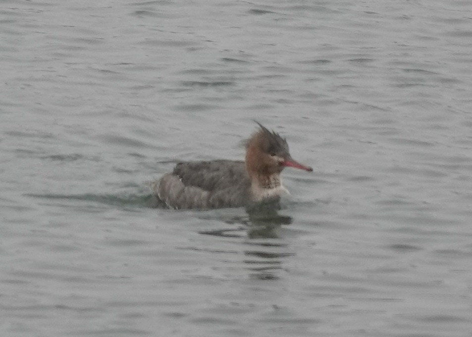 Red-breasted Merganser - ML618545335