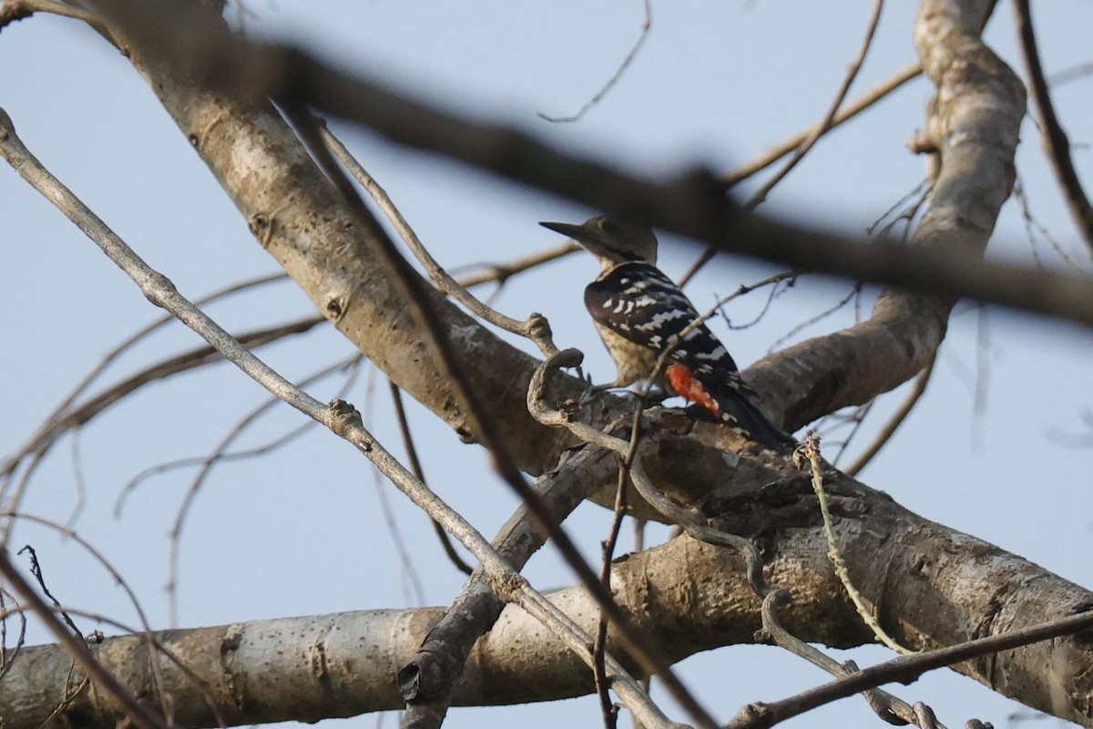Fulvous-breasted Woodpecker - Sriram Reddy