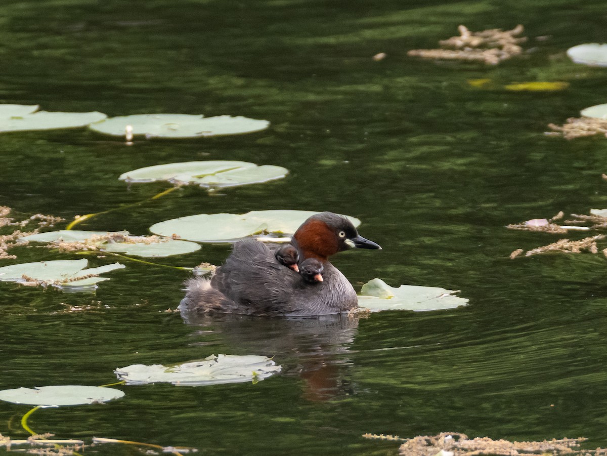 Little Grebe - ML618545343