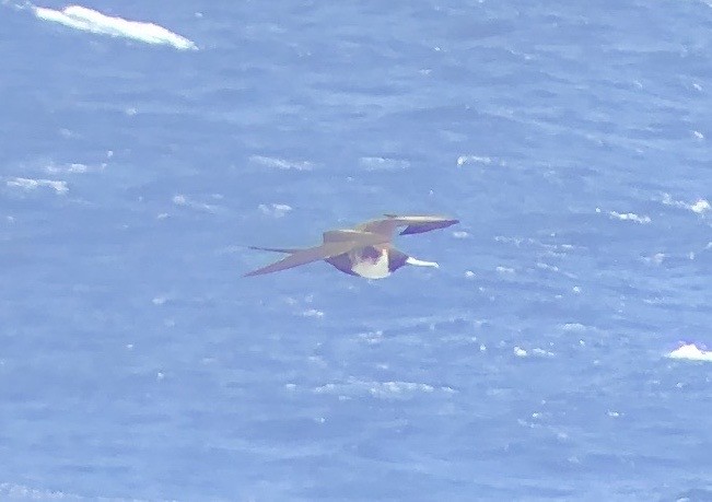 Magnificent Frigatebird - Adrian Burke