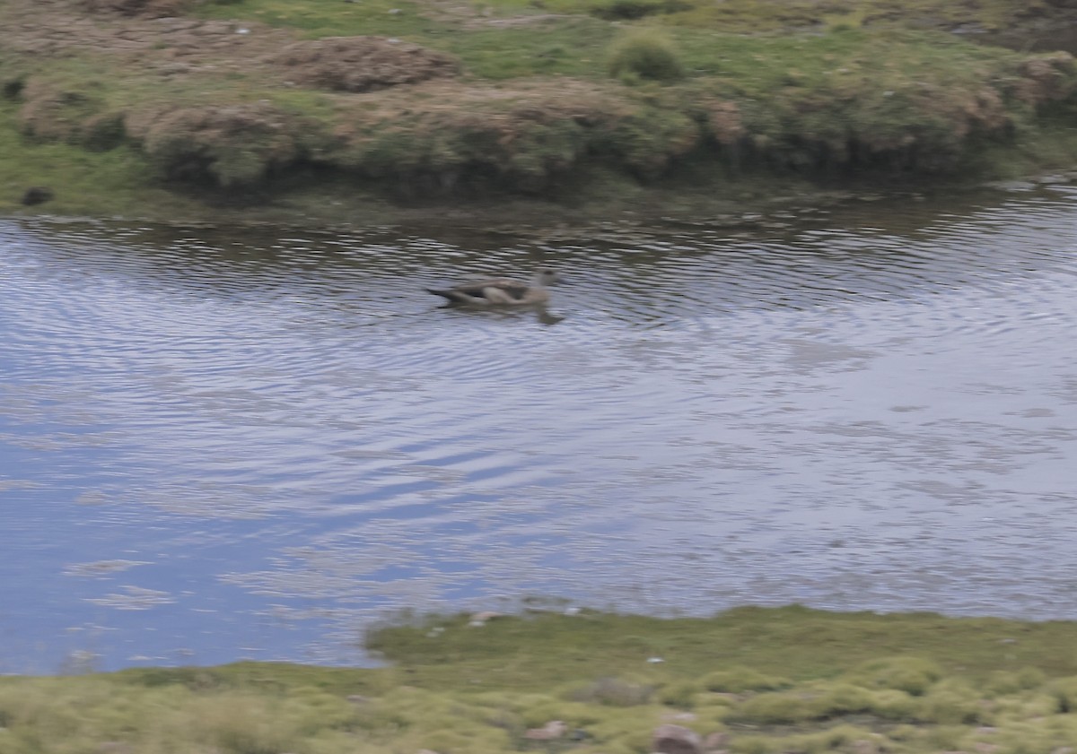 Crested Duck - ML618545388