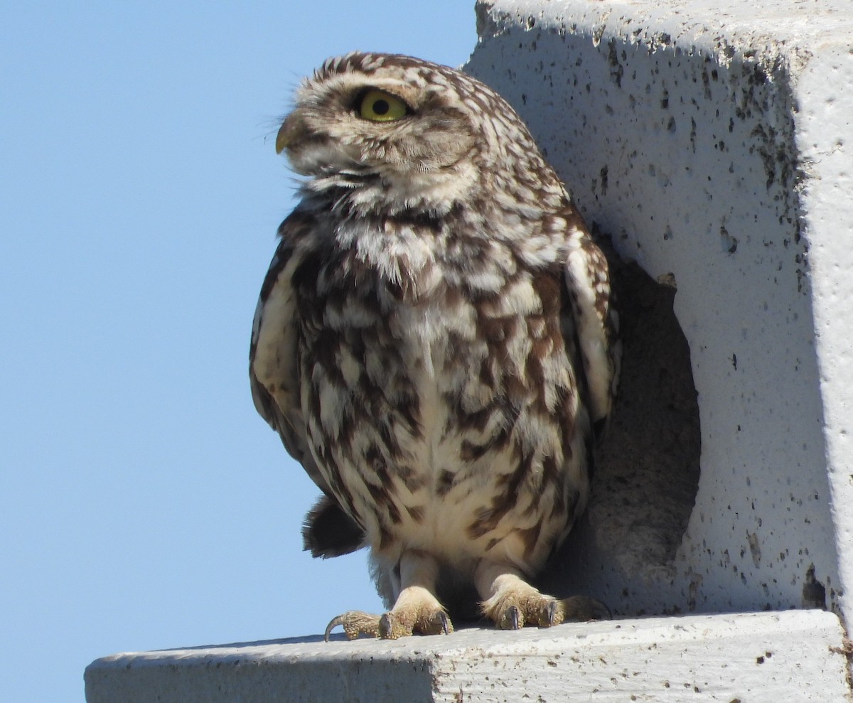 Little Owl - ML618545396