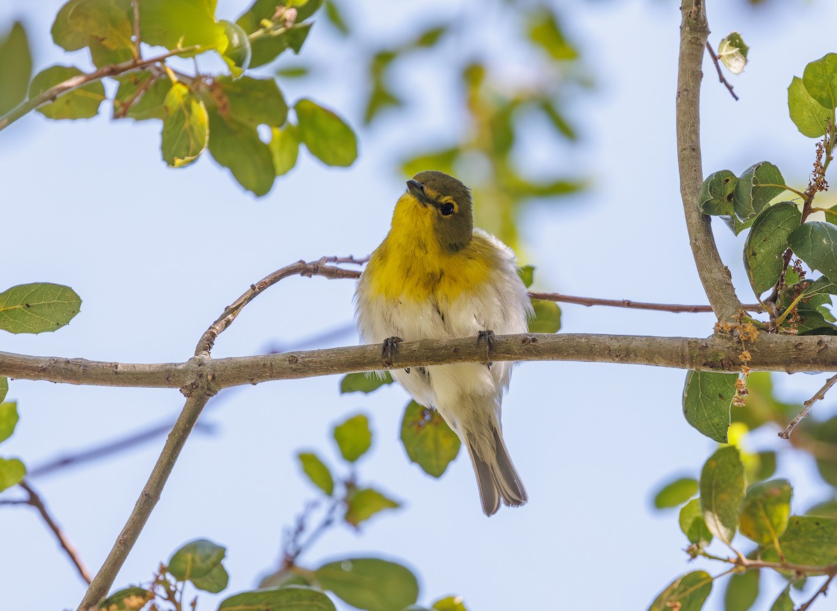 Yellow-throated Vireo - Chezy Yusuf