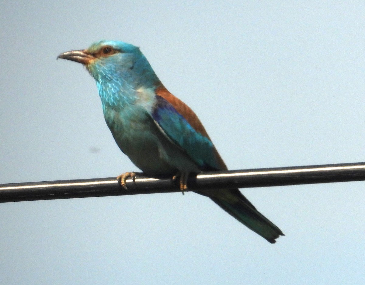 European Roller - Rafael Berlanga