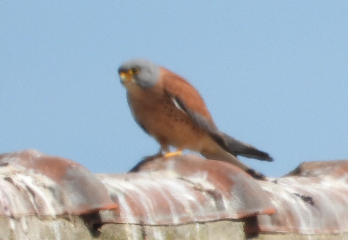 Lesser Kestrel - ML618545411