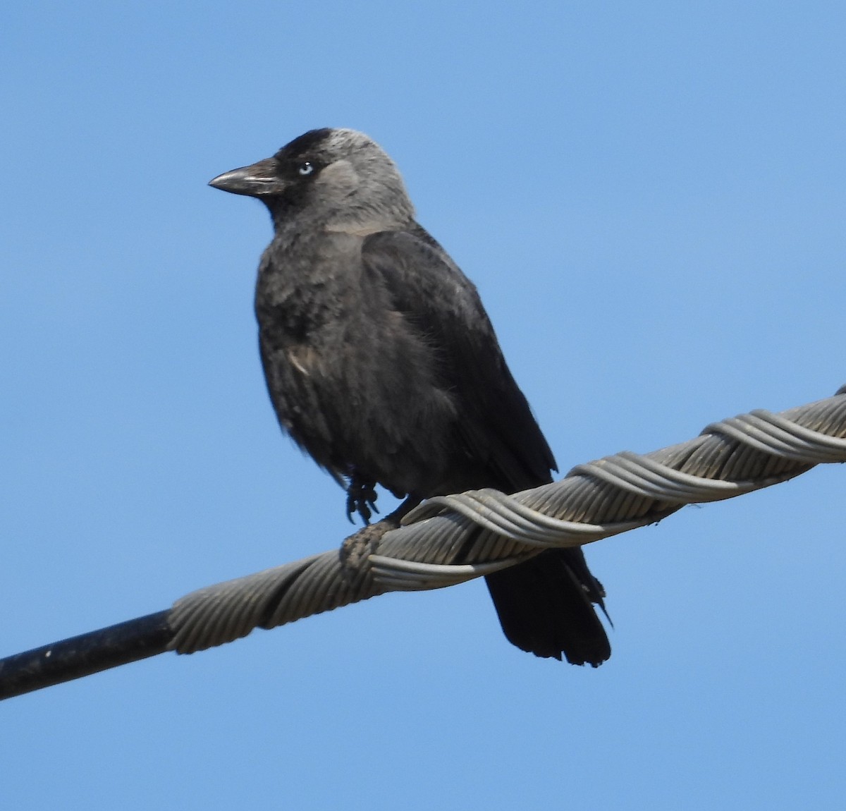 Eurasian Jackdaw - ML618545413