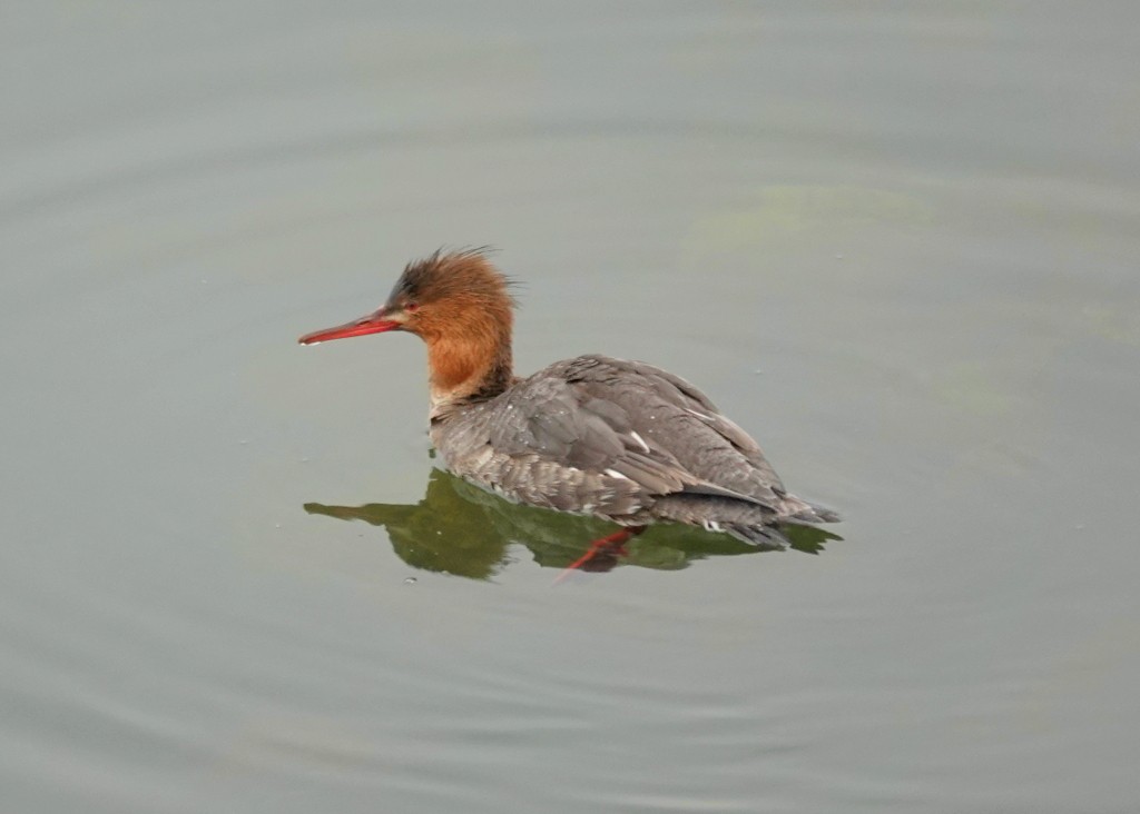 Red-breasted Merganser - ML618545427