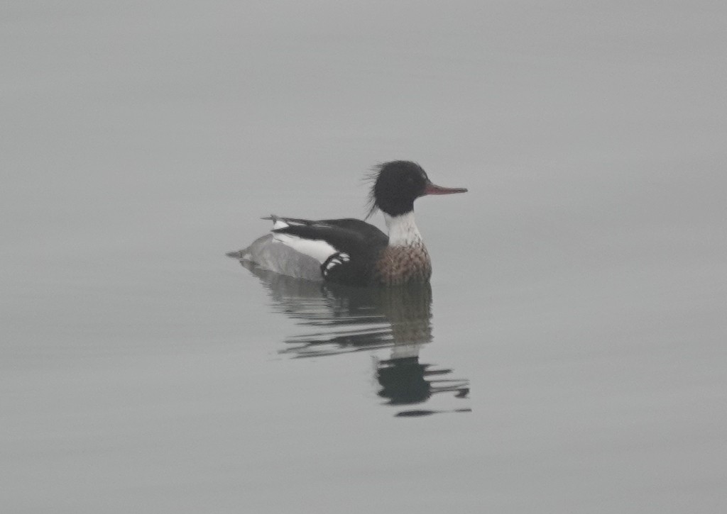 Red-breasted Merganser - ML618545430