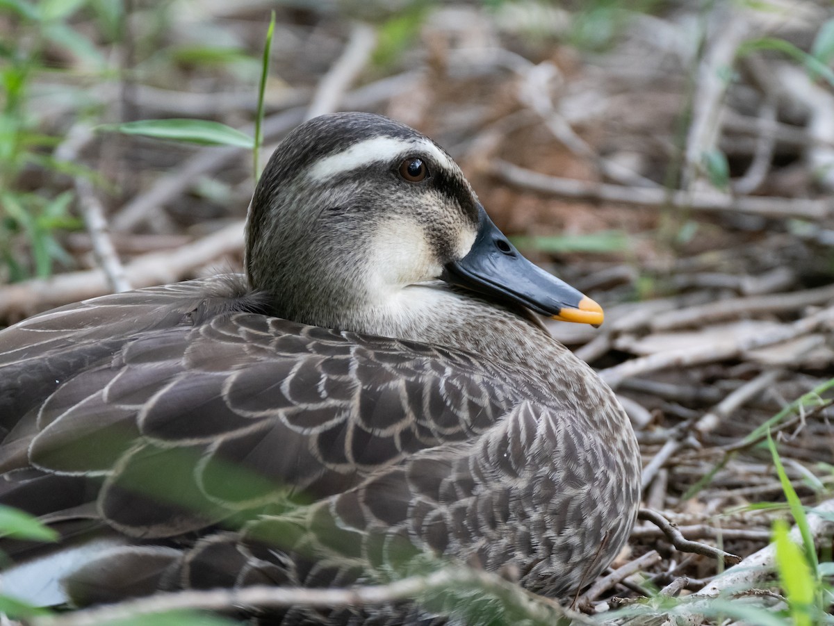 Eastern Spot-billed Duck - ML618545458