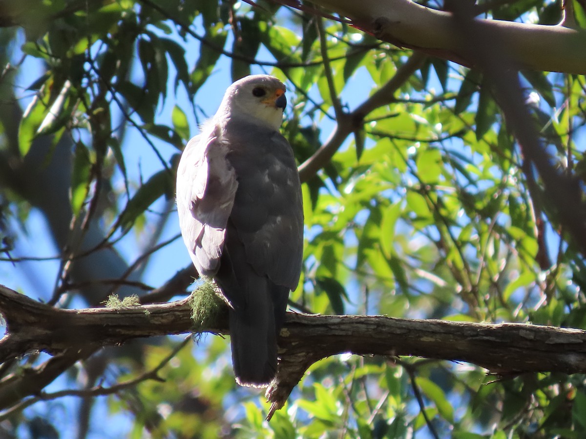 Gray Goshawk - ML618545469