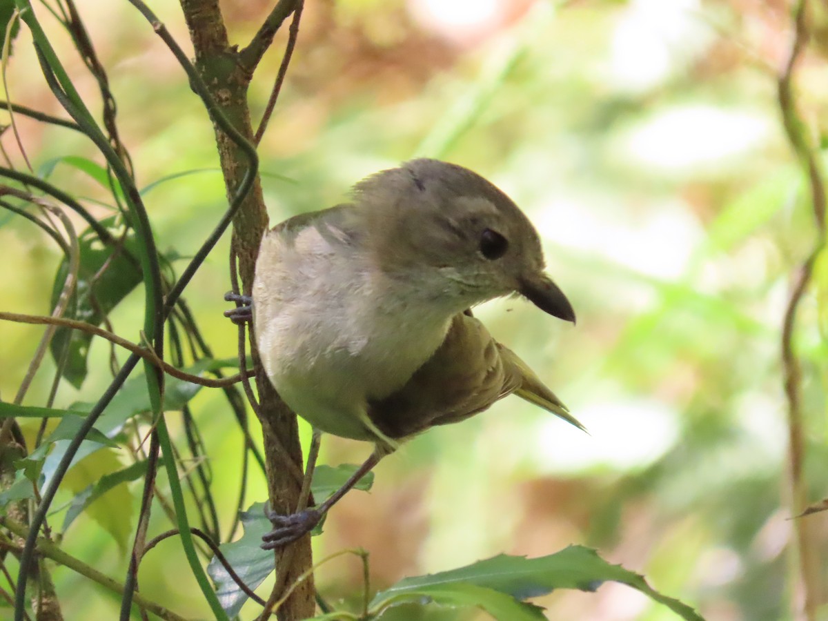 Large-billed Scrubwren - Rolo Rodsey