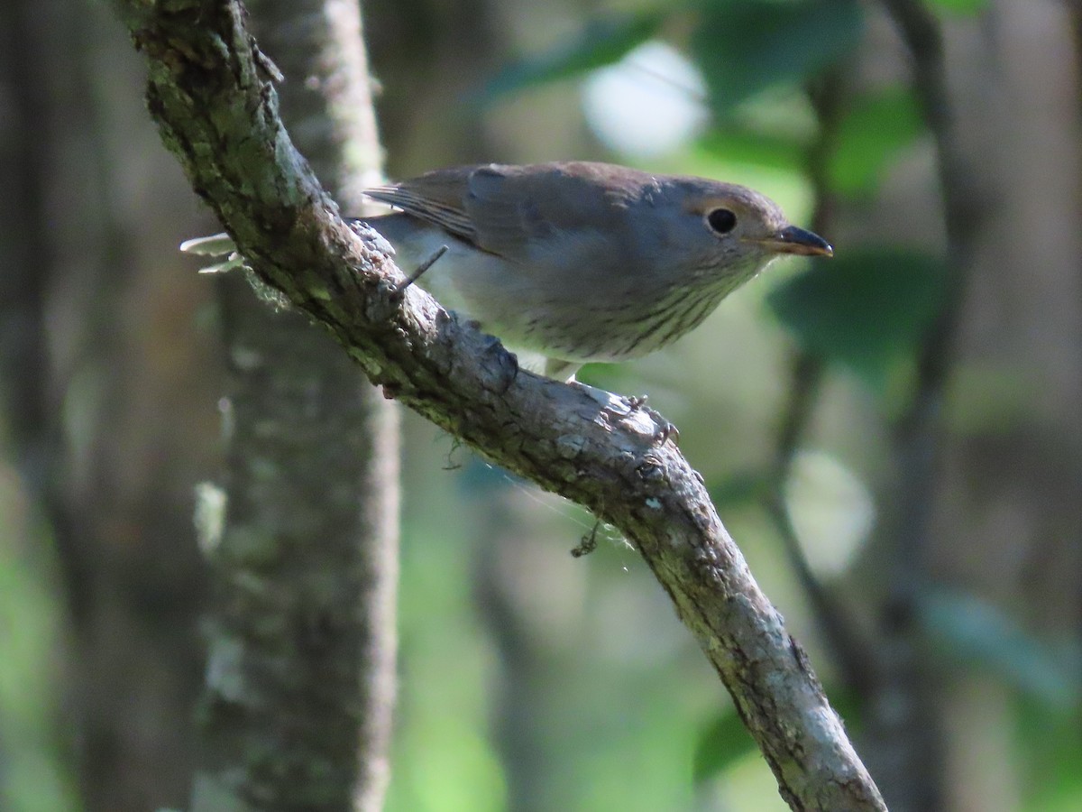 Gray Shrikethrush - Rolo Rodsey