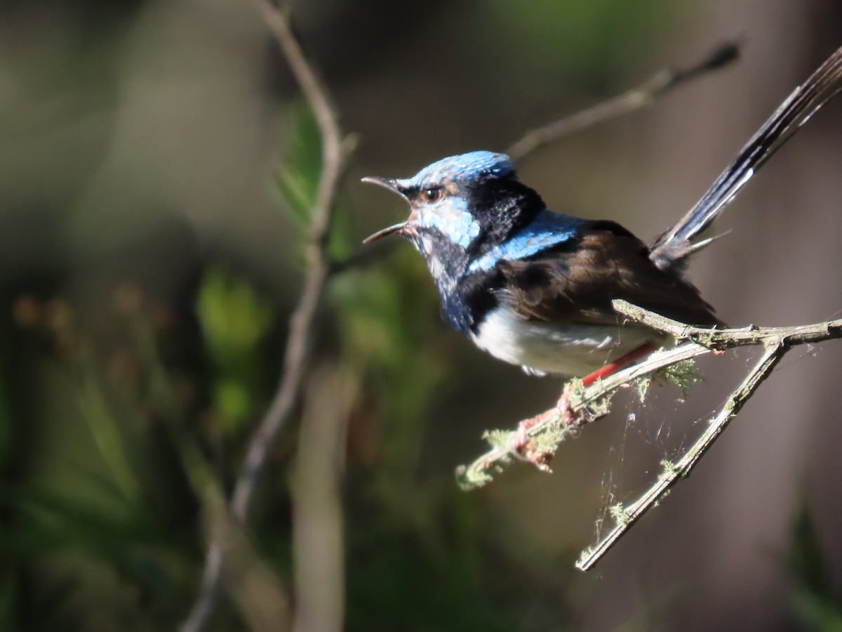 Superb Fairywren - Rolo Rodsey