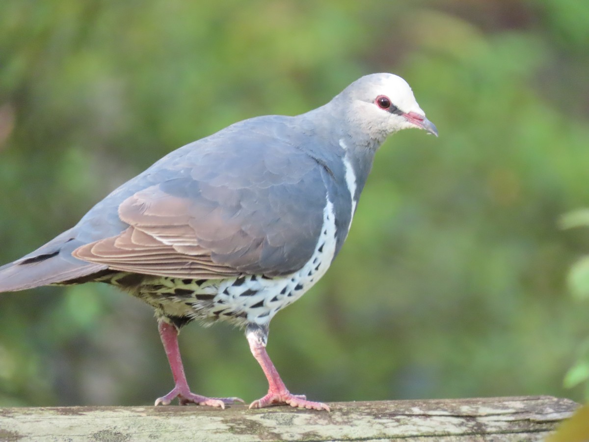 Wonga Pigeon - Rolo Rodsey