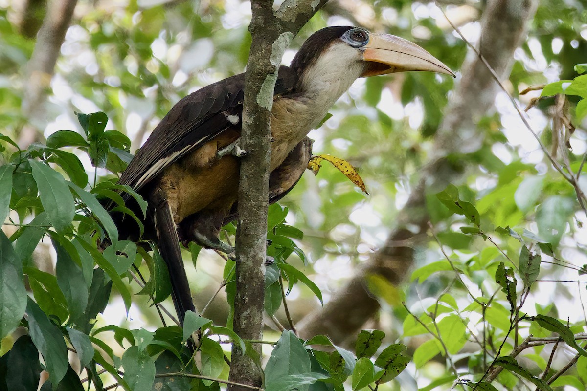 Brown Hornbill - Krit Kruaykitanon 🦅