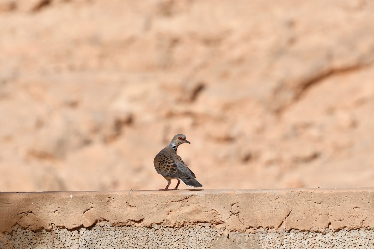 European Turtle-Dove - ML618545544