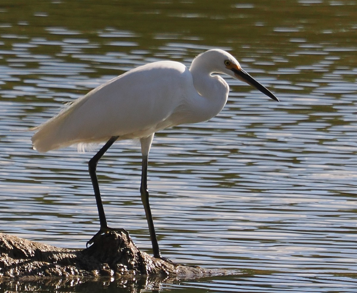 Little Egret (Australasian) - ML618545596