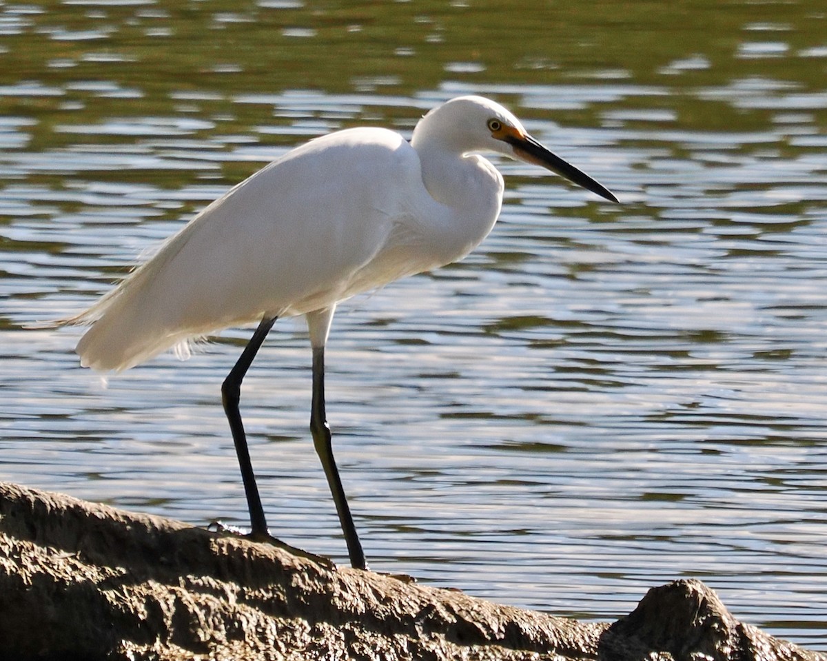 Little Egret (Australasian) - Ken Glasson