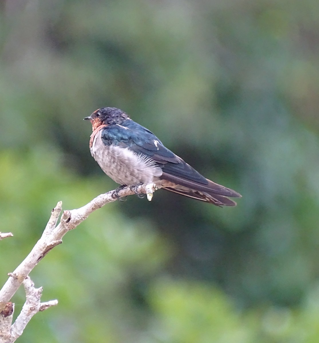 Pacific Swallow - Lai Wah Liu