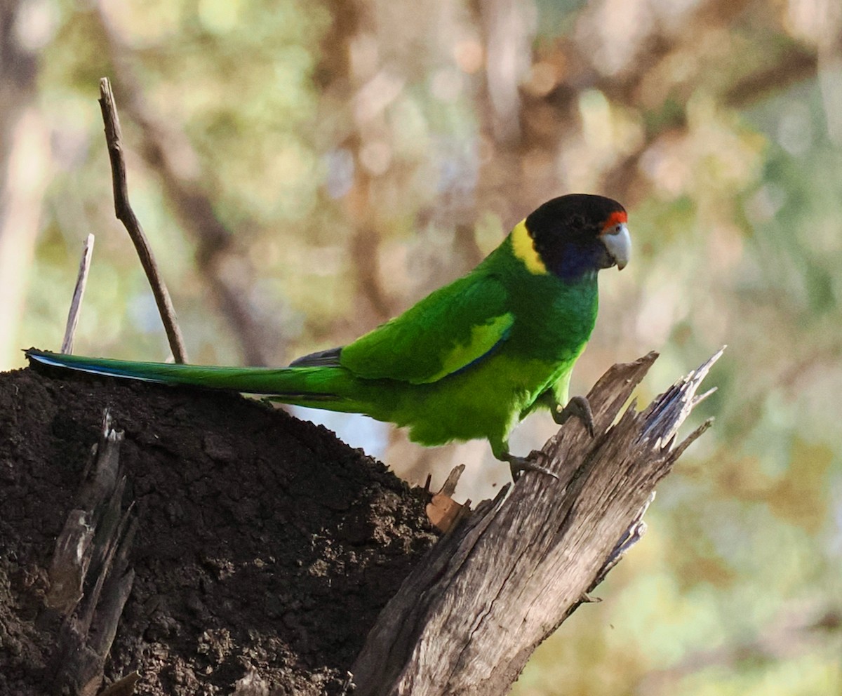 Воротничковый попугай (semitorquatus) - ML618545615