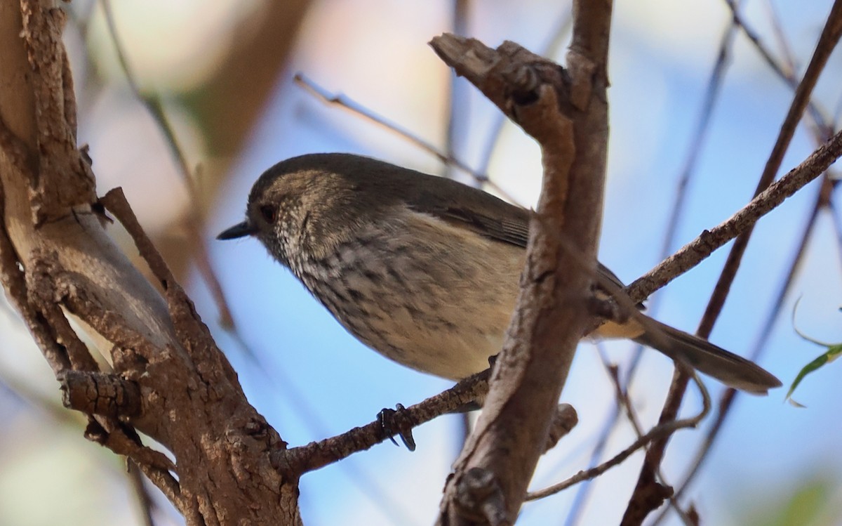 Inland Thornbill - ML618545653