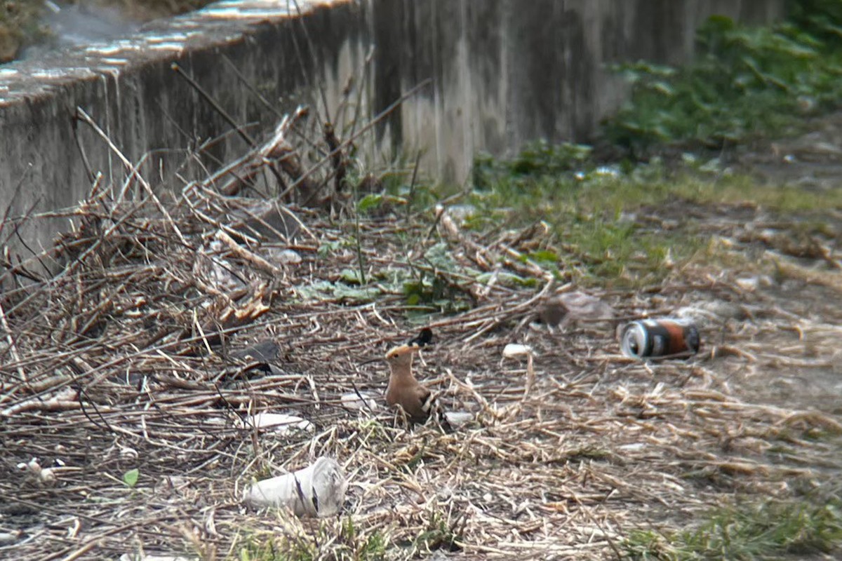 Eurasian Hoopoe - ML618545656