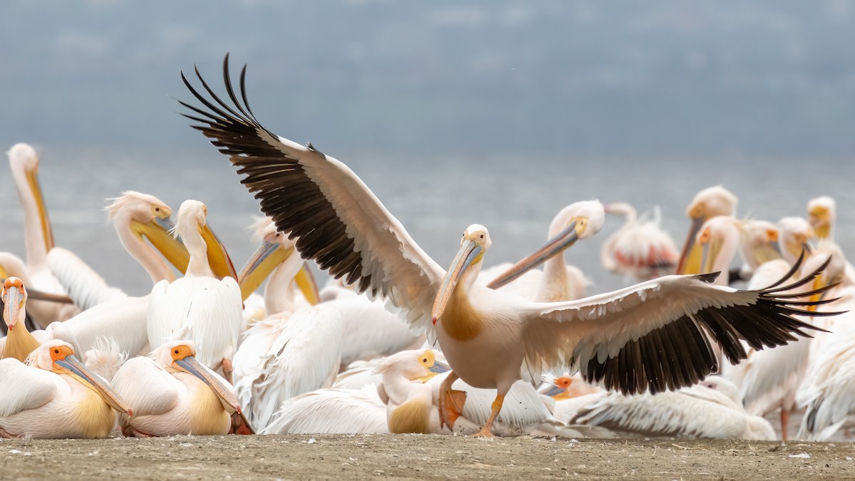 Great White Pelican - Daniel Danckwerts (Rockjumper Birding Tours)