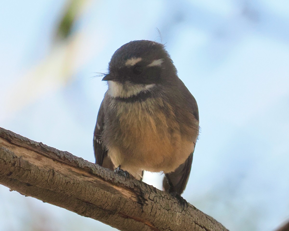 Gray Fantail (preissi) - ML618545692