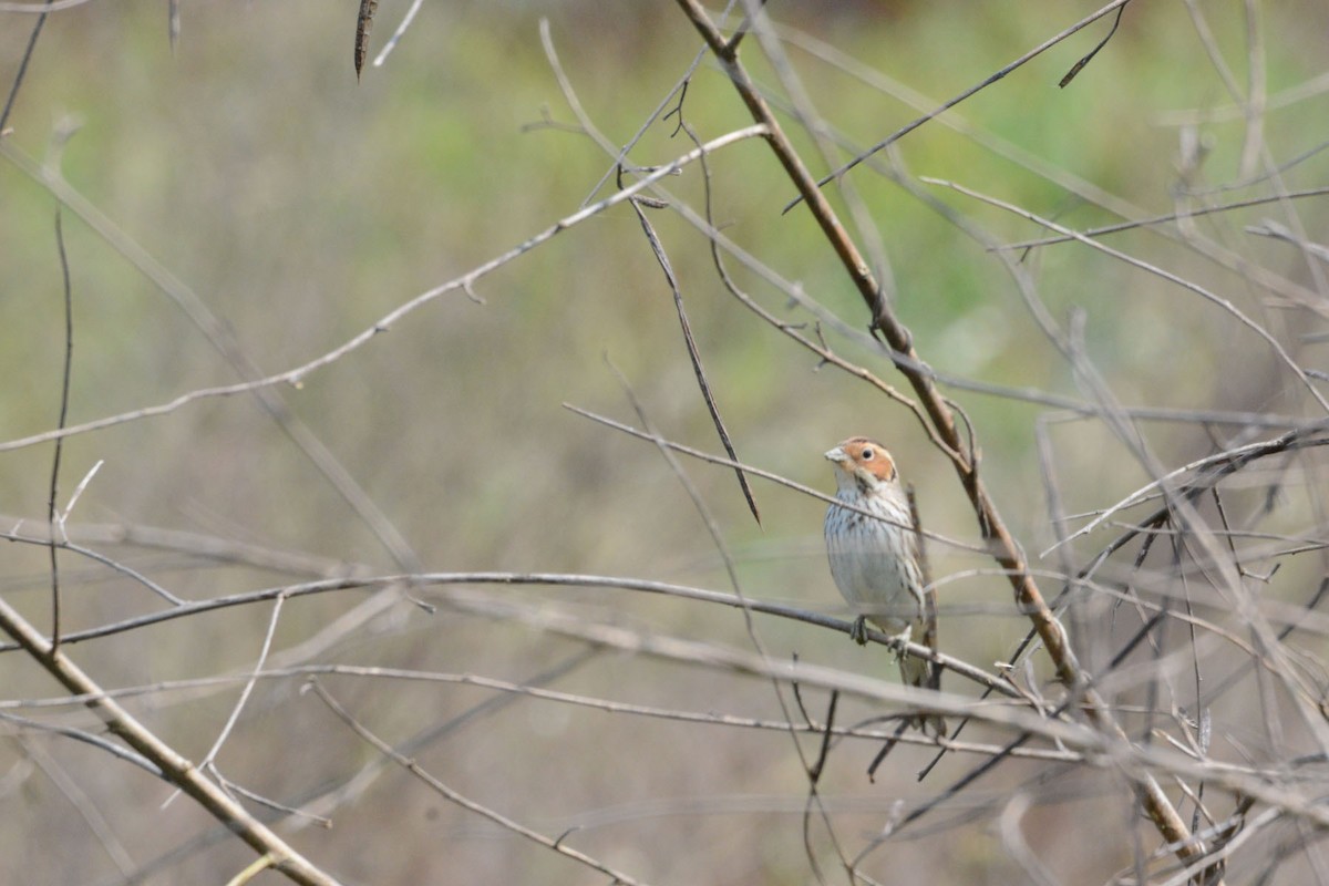 Little Bunting - Ling Huang