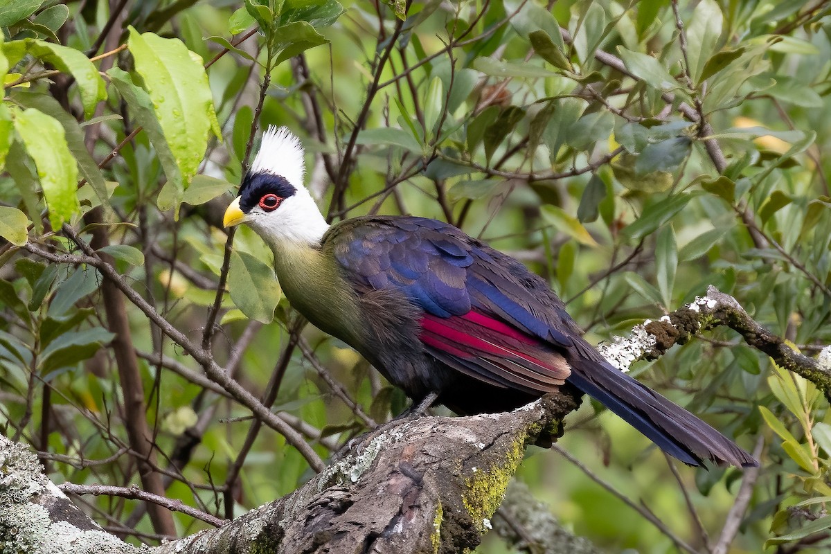White-crested Turaco - Daniel Danckwerts (Rockjumper Birding Tours)