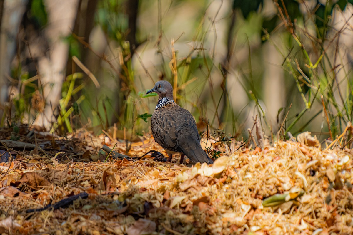 Spotted Dove - ML618545746