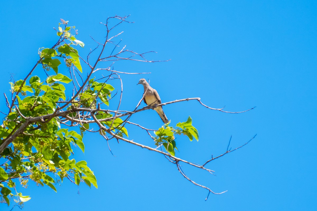 Zebra Dove - ML618545749