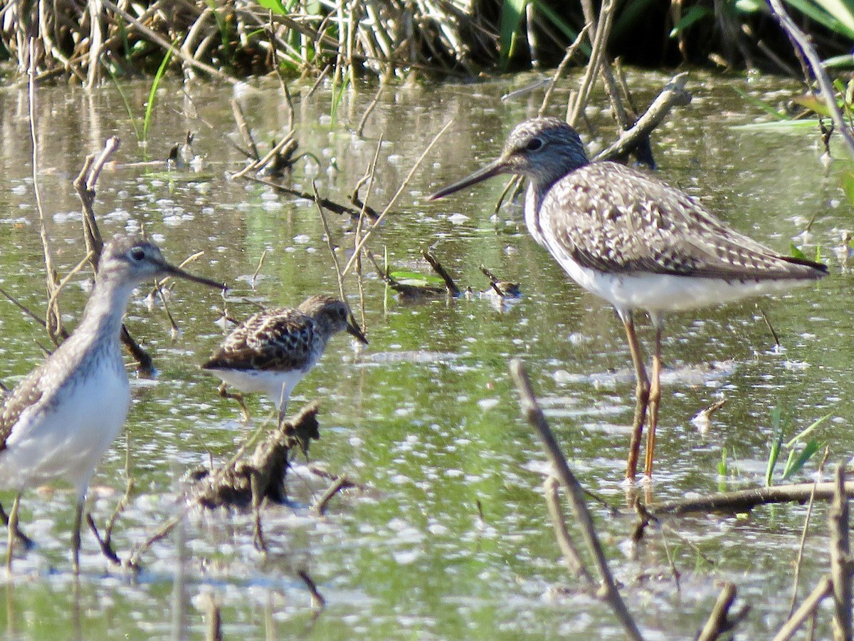 Greater Yellowlegs - George Poscover