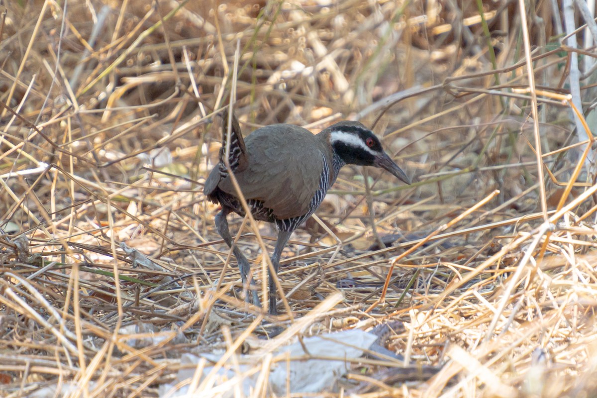 Barred Rail - ML618545753