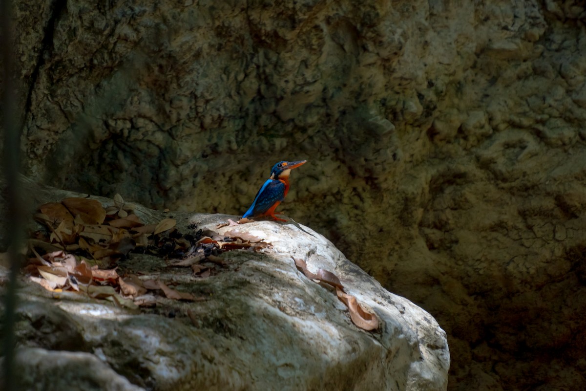 Indigo-banded Kingfisher - Russel Orodio
