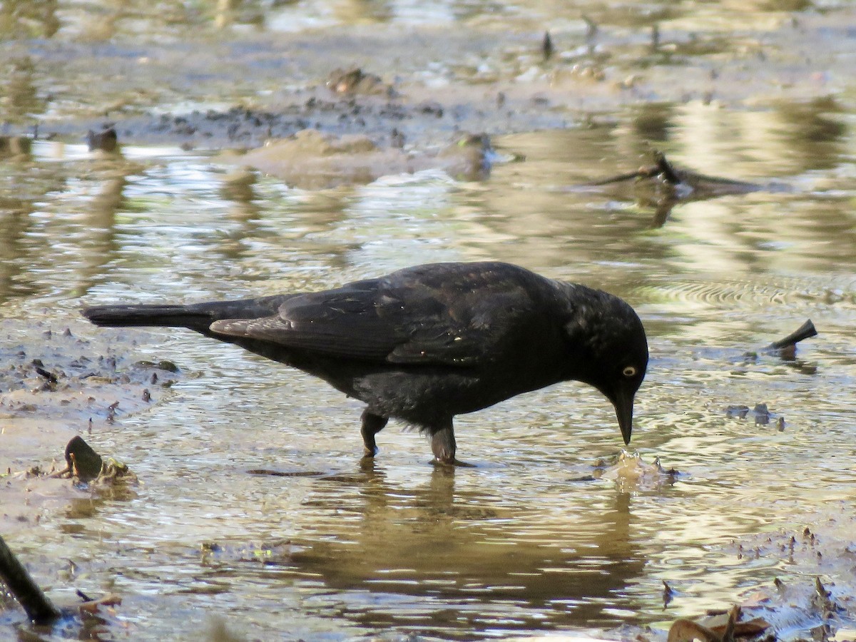 Rusty Blackbird - ML618545758