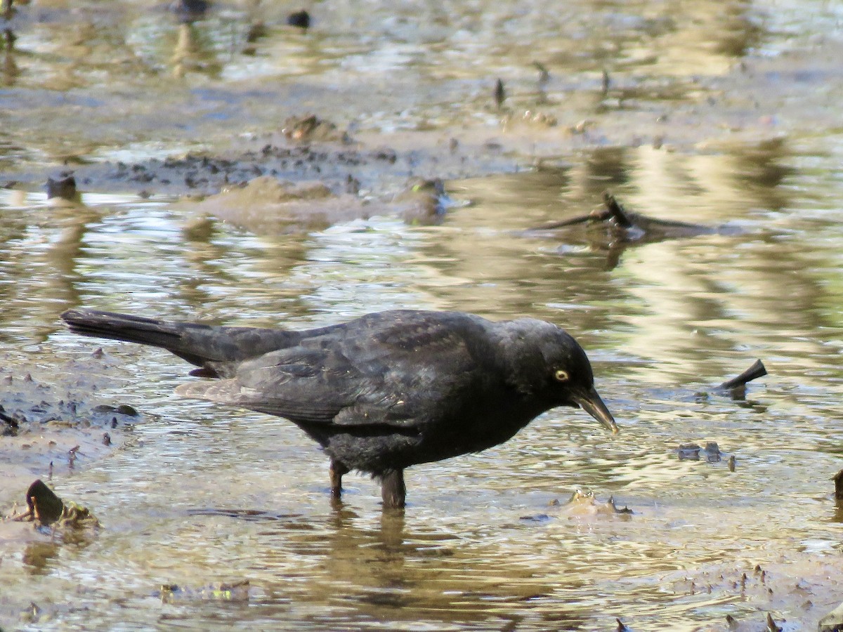 Rusty Blackbird - George Poscover