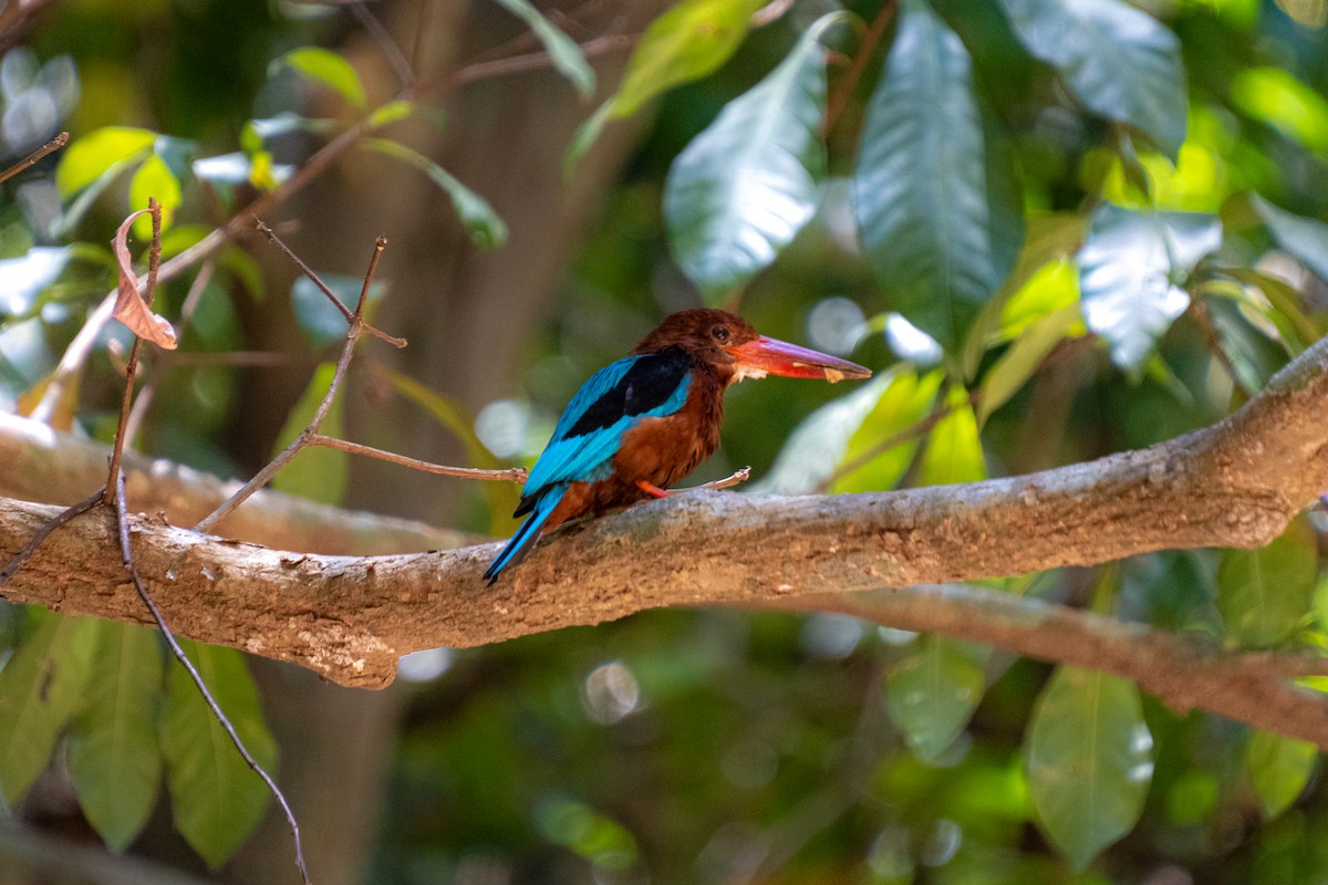 Brown-breasted Kingfisher - ML618545763