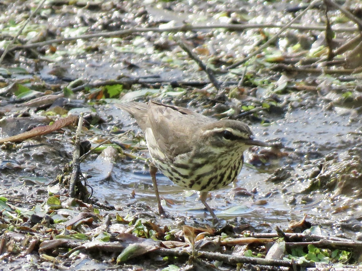 Northern Waterthrush - George Poscover